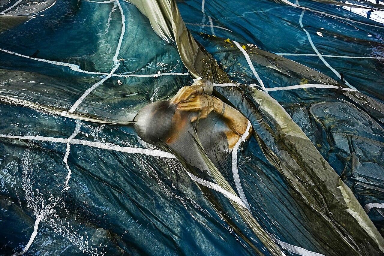 From Chicago Projects to London Postcodes: Drill's Rise