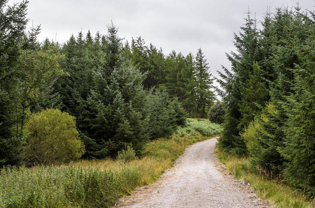 The Deadly Legend of Gloomy Sunday