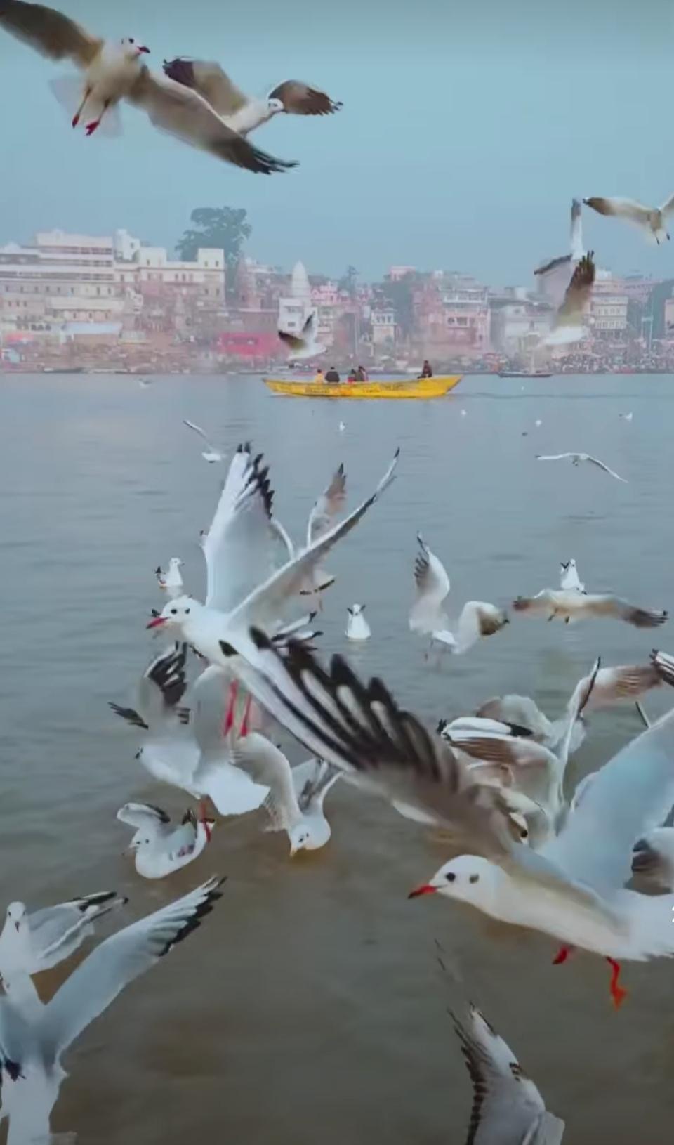 The Physics of Distorted Bass and Low-End Euphoria