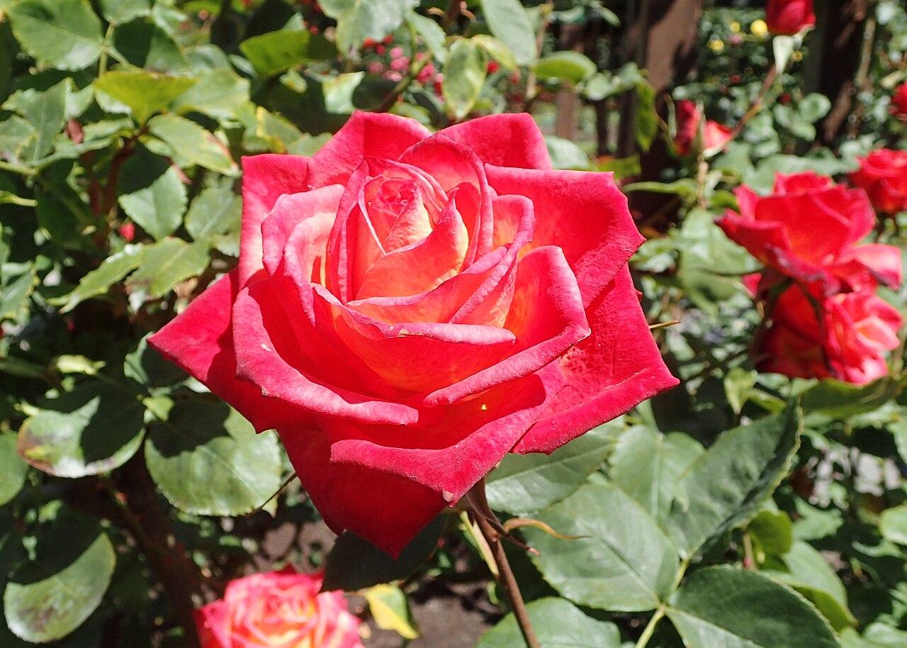 The Science of the Perfect Pop Chorus