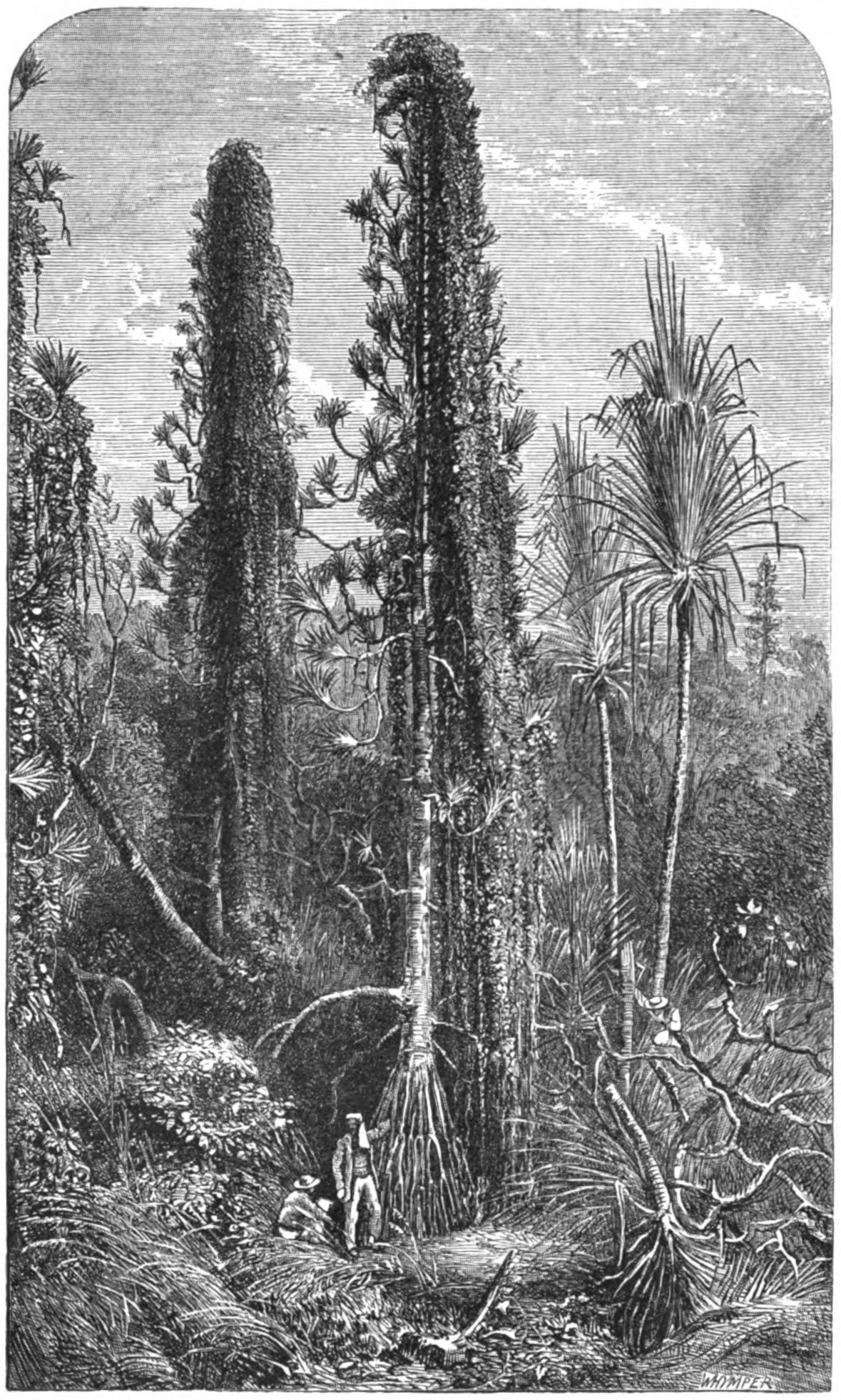 Le Tour du monde - 13 (page 116 crop).jpg