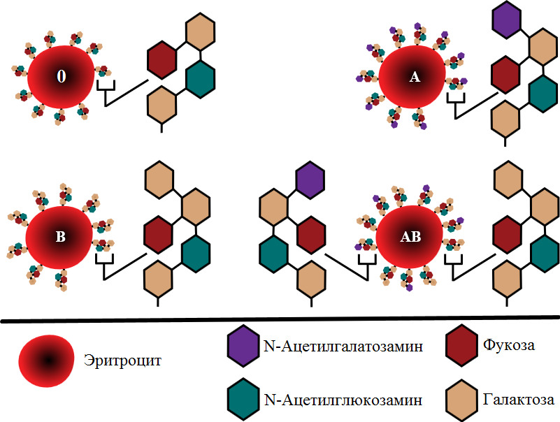 ABO blood group diagram ru.png
