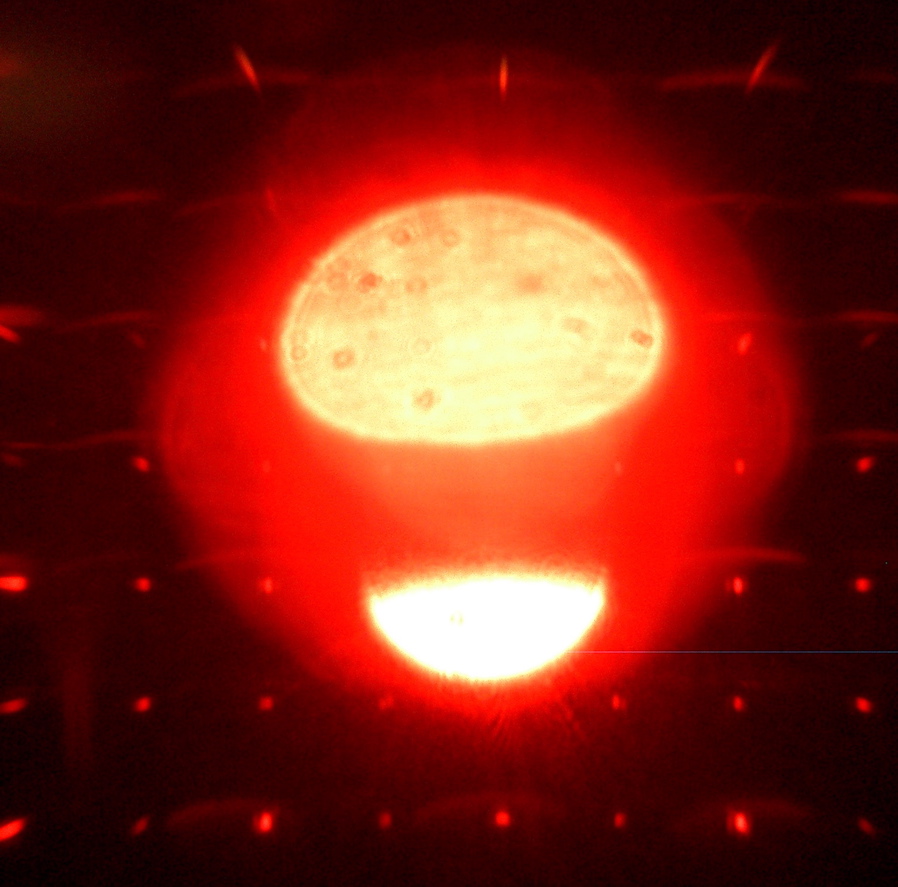Napster Laser (1197204)