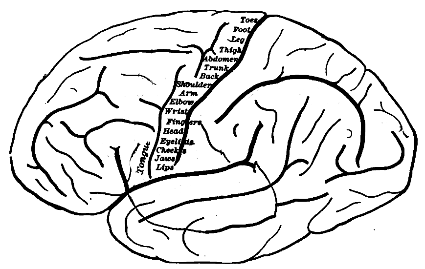 Human motor cortex topography.png