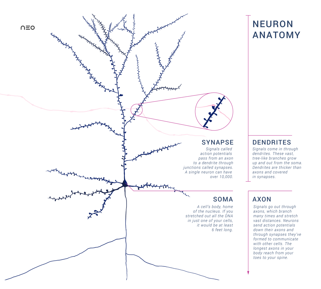 Anatomy of a Neuron with Synapse.png
