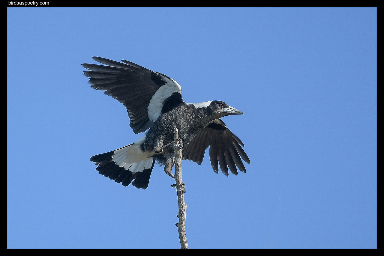Australian Magpie Do I look awkward. (50094971908).jpg