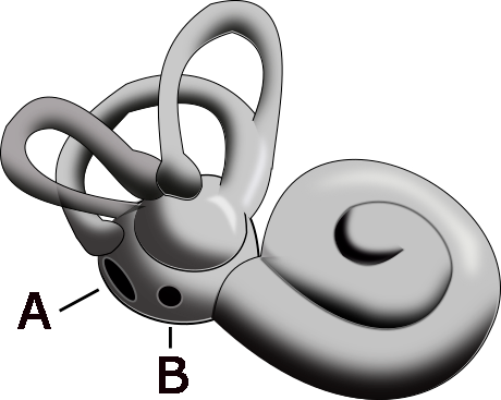 Inner ear 1.png