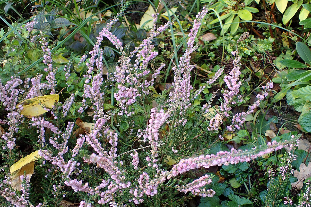 Calluna vulgaris 'Dart's Silver Rocket' kz1