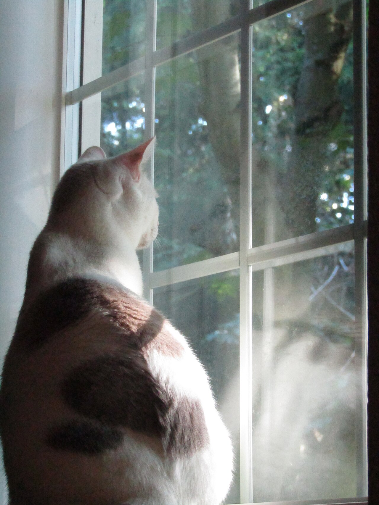 Cat staring out window (2023-08-14).jpg